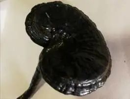 「本草驿站」瑞草灵芝