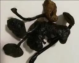 「本草驿站」瑞草灵芝