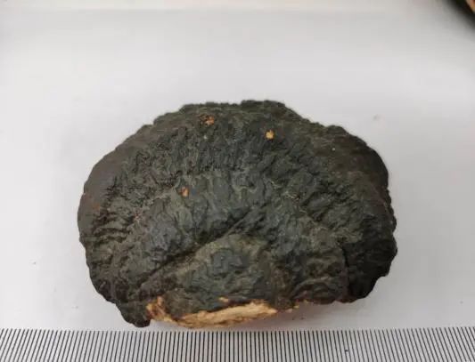 「本草驿站」瑞草灵芝