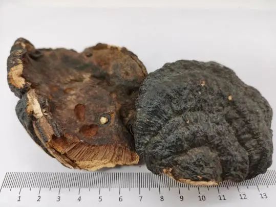 「本草驿站」瑞草灵芝