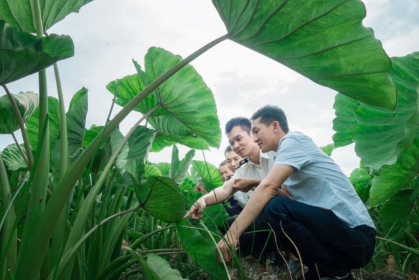 芋博士脱贫视频,芋博士贺州