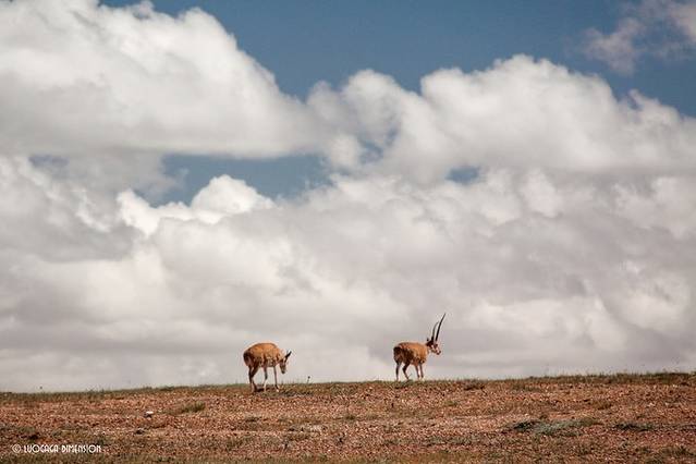 青海2日环线,青海无人区最美公路自驾游