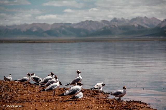 青海2日环线,青海无人区最美公路自驾游