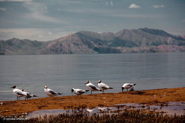 青海2日环线,青海无人区最美公路自驾游