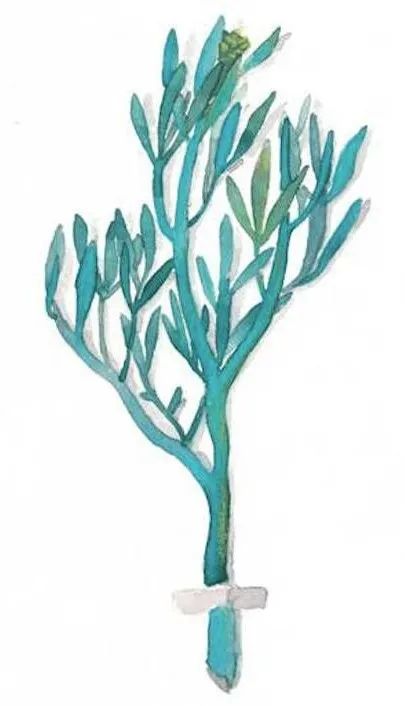 海洋里面有什么护肤成分,海洋护肤成分有哪些