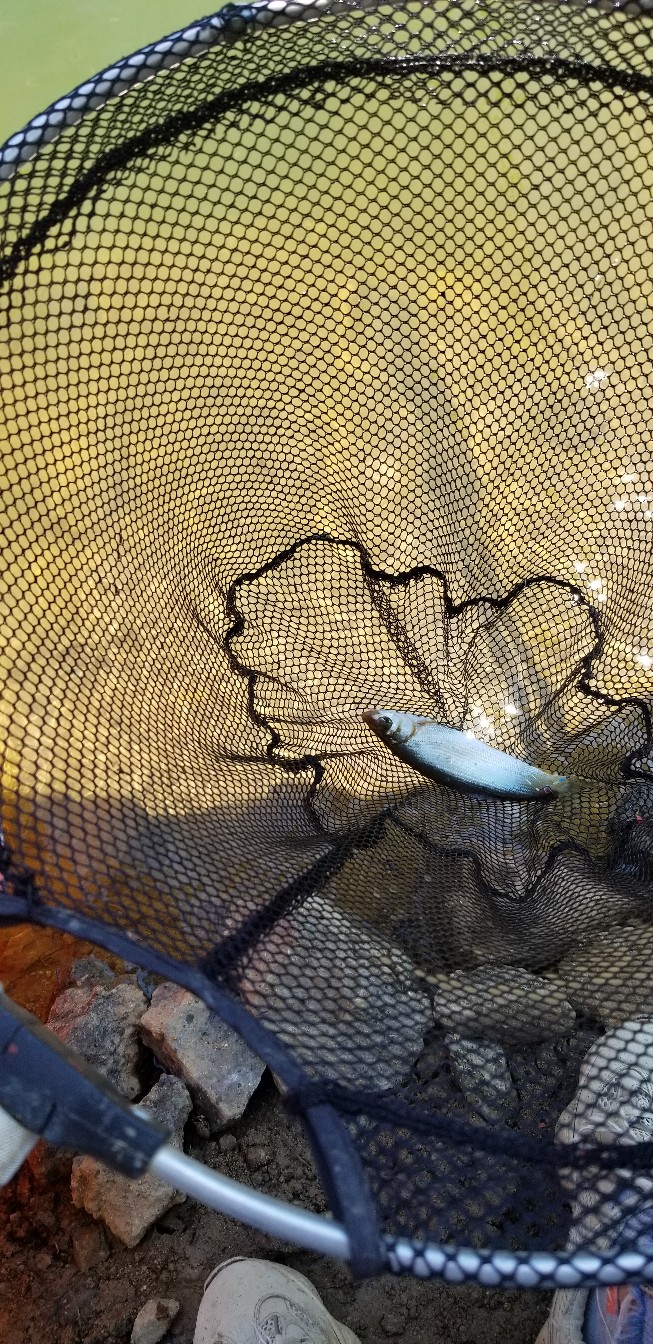 鱼没钓到还把诱饵吃了,鱼没钓到雨还下大了