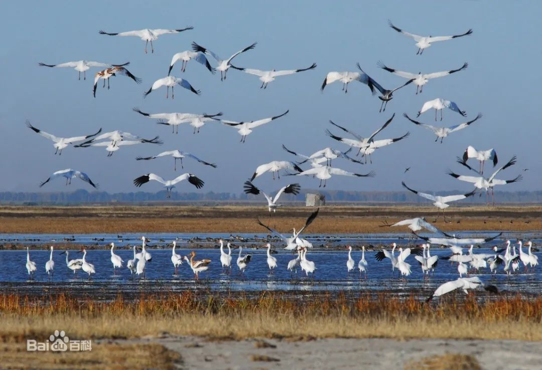 什么是吉星什么是凶星,什么是吉