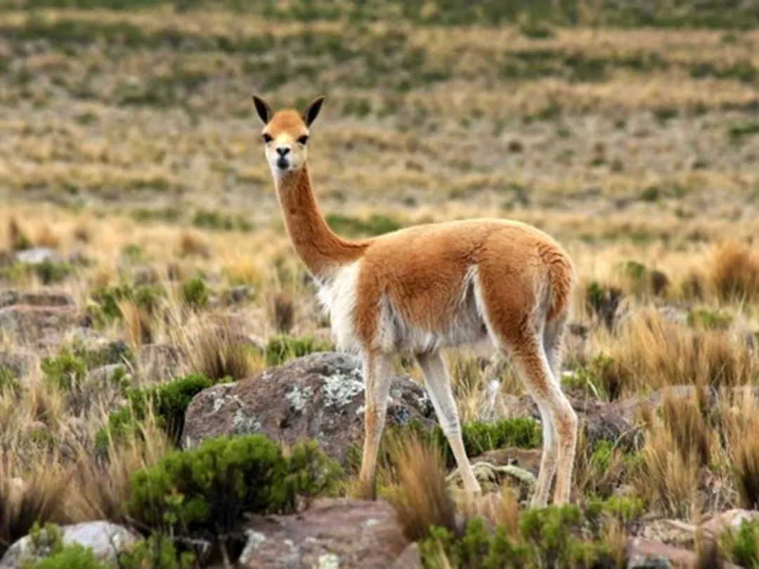 介绍羊驼为什么是神兽,羊驼为什么被誉为神兽
