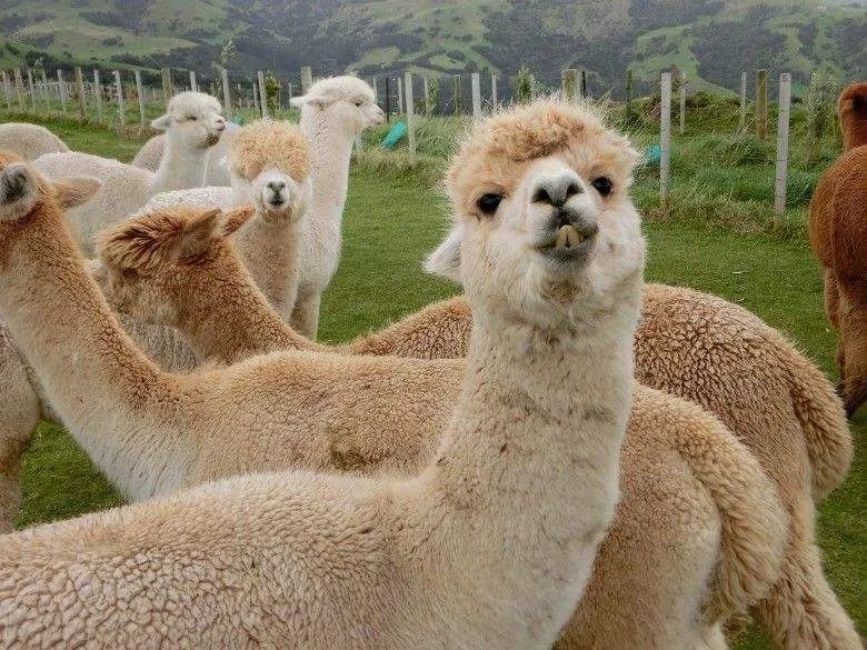 介绍羊驼为什么是神兽,羊驼为什么被誉为神兽