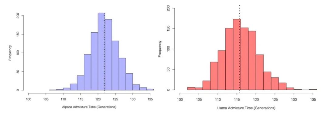 介绍羊驼为什么是神兽,羊驼为什么被誉为神兽