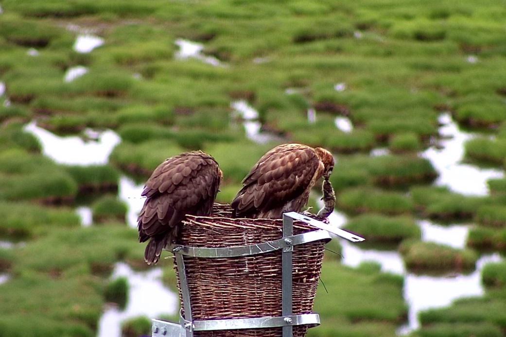 国家电网生物质发电项目,国家电网鸟巢