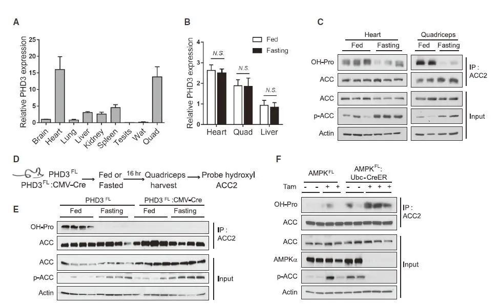 哈佛医学院：抑制这种酶，你或许能成为“运动健将”中最瘦的仔