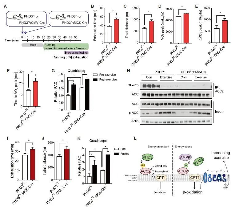 哈佛医学院：抑制这种酶，你或许能成为“运动健将”中最瘦的仔