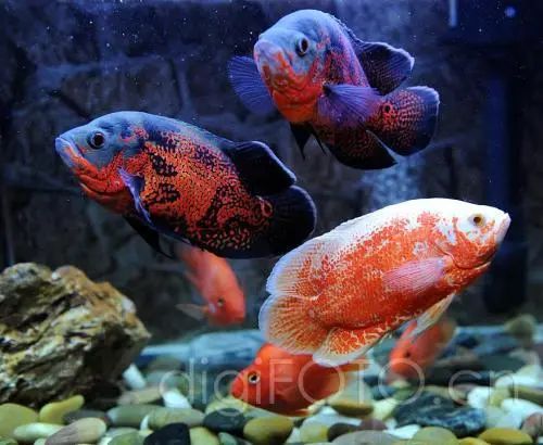 刚入鱼缸的鱼有什么表现,初入鱼缸的观赏鱼蒙眼时怎么办