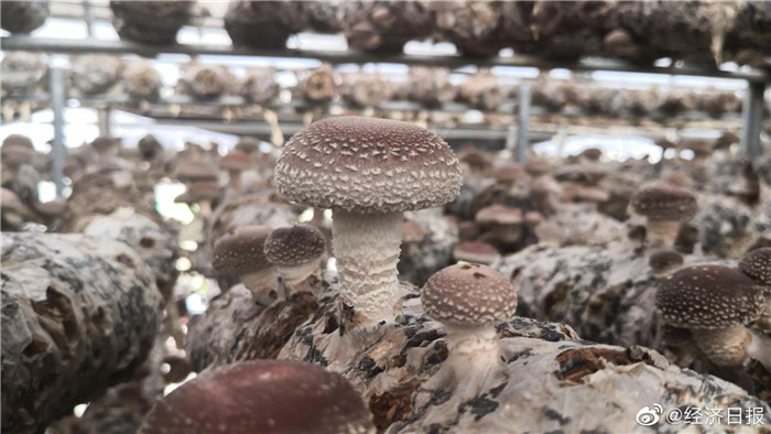 5天行走燕赵，20家媒体记者这样讲述河北小康故事