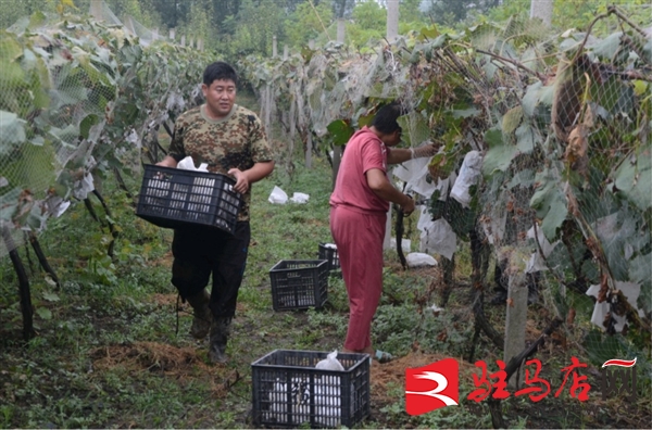 果农葡萄打枝助农增收,葡萄爬上丰收架消费稳增收