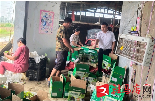 果农葡萄打枝助农增收,葡萄爬上丰收架消费稳增收