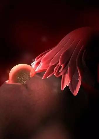 宝宝在子宫会无聊吗？看看胎儿在子宫内都干些什么