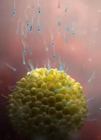 宝宝在子宫会无聊吗？看看胎儿在子宫内都干些什么