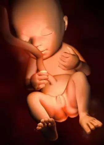 宝宝在子宫会无聊吗？看看胎儿在子宫内都干些什么