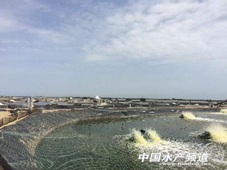 降低虾类养殖致病率，还得从免疫系统入手