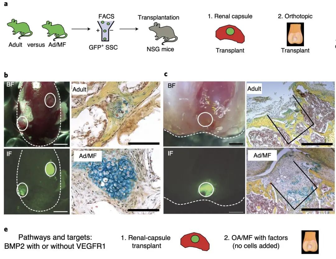 楠ㄥ叧鑺傜値杞淇,楠ㄥ叧鑺傜値搴峰鐥呬緥