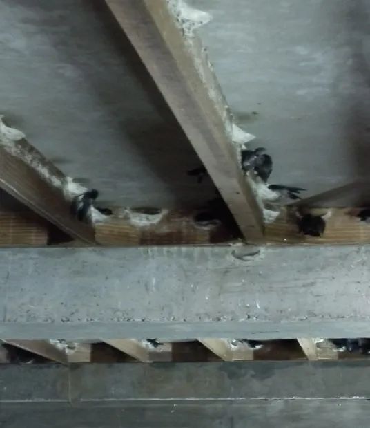 燕窝进口关税多少,进口燕窝哪种比较好