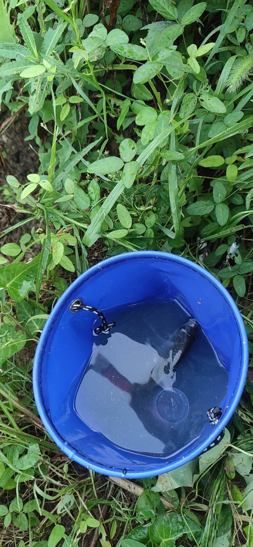 水底暗草多怎么解决,水底暗草多如何垂钓