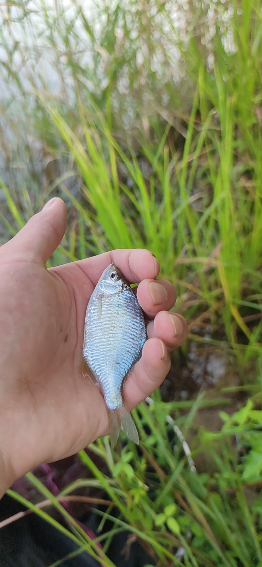 水底暗草多怎么解决,水底暗草多如何垂钓