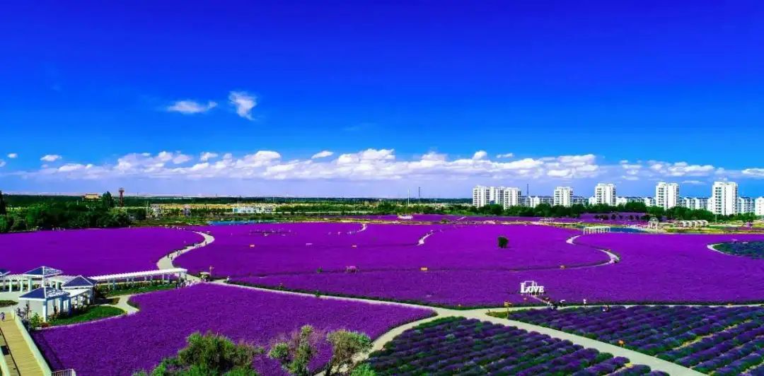 金昌薰衣草之约中式集体婚礼,一个人一座城一个清晨一个黄昏