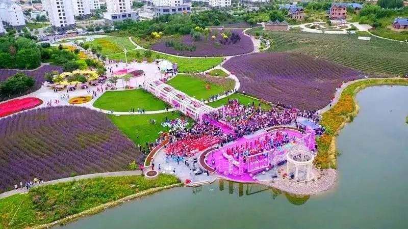 金昌薰衣草之约中式集体婚礼,一个人一座城一个清晨一个黄昏