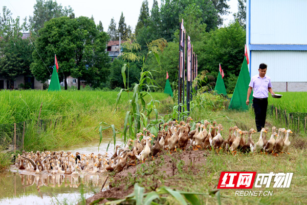 湖南大米软糯香甜,湖南优质大米前十名