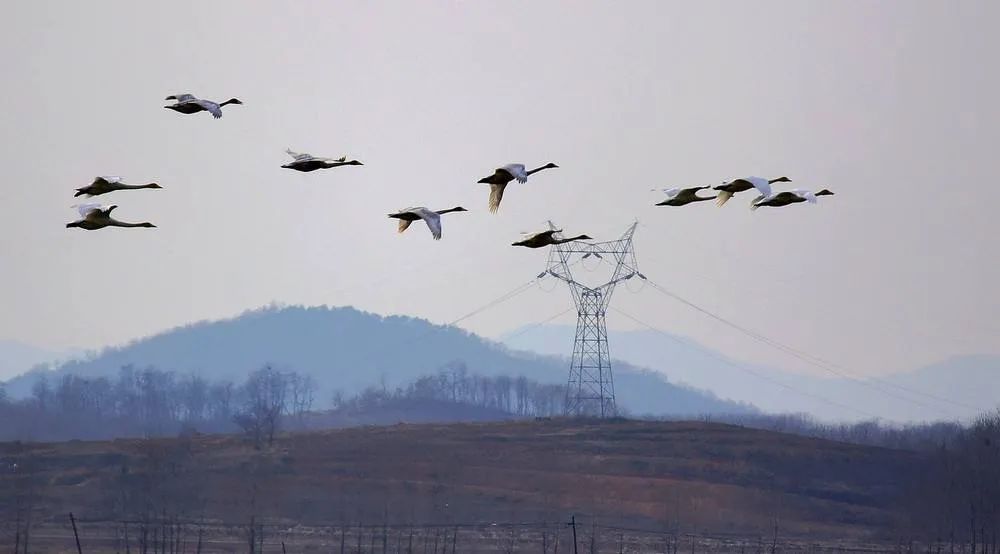 我是哪里人背景音乐,我是哪里人英文