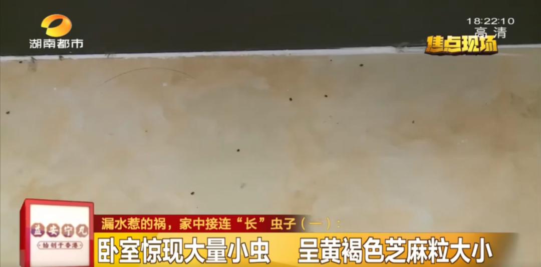 在床上枕头底下发现一虫,长沙一女子发现床垫有虫子