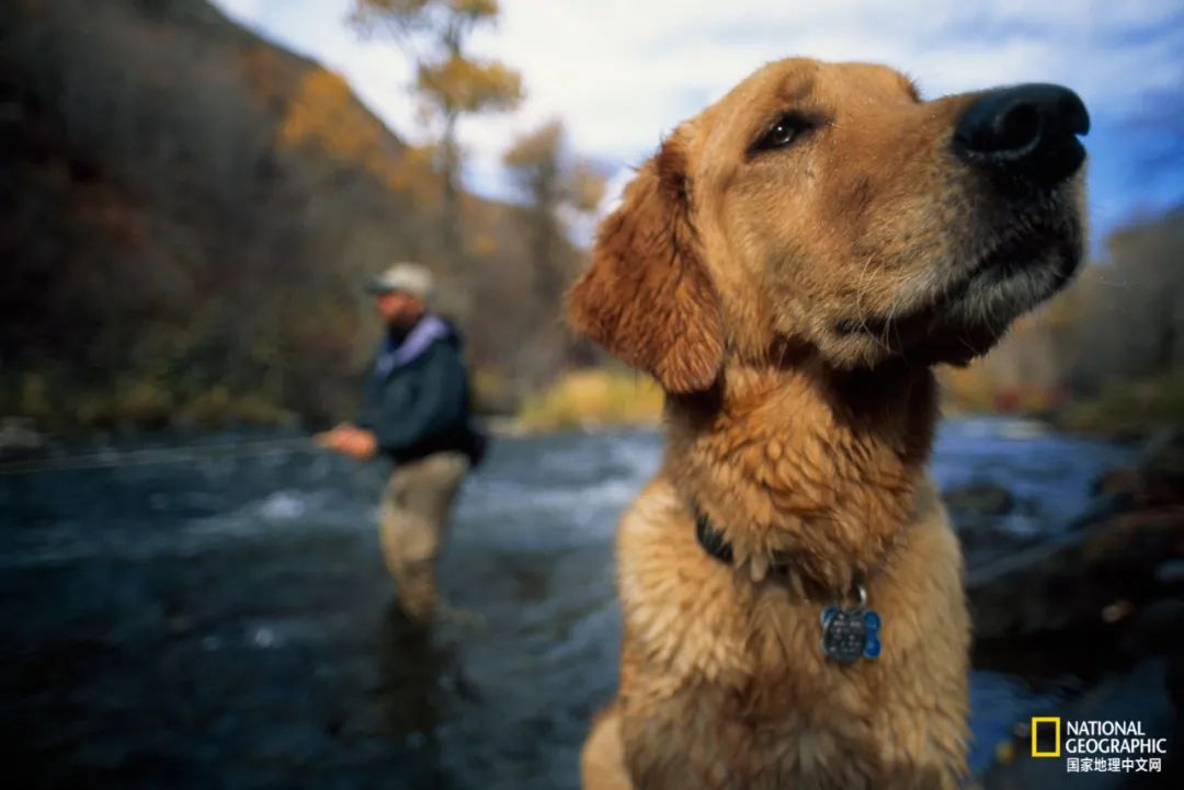 不要骂狗狗好吗,不要再骂狗了