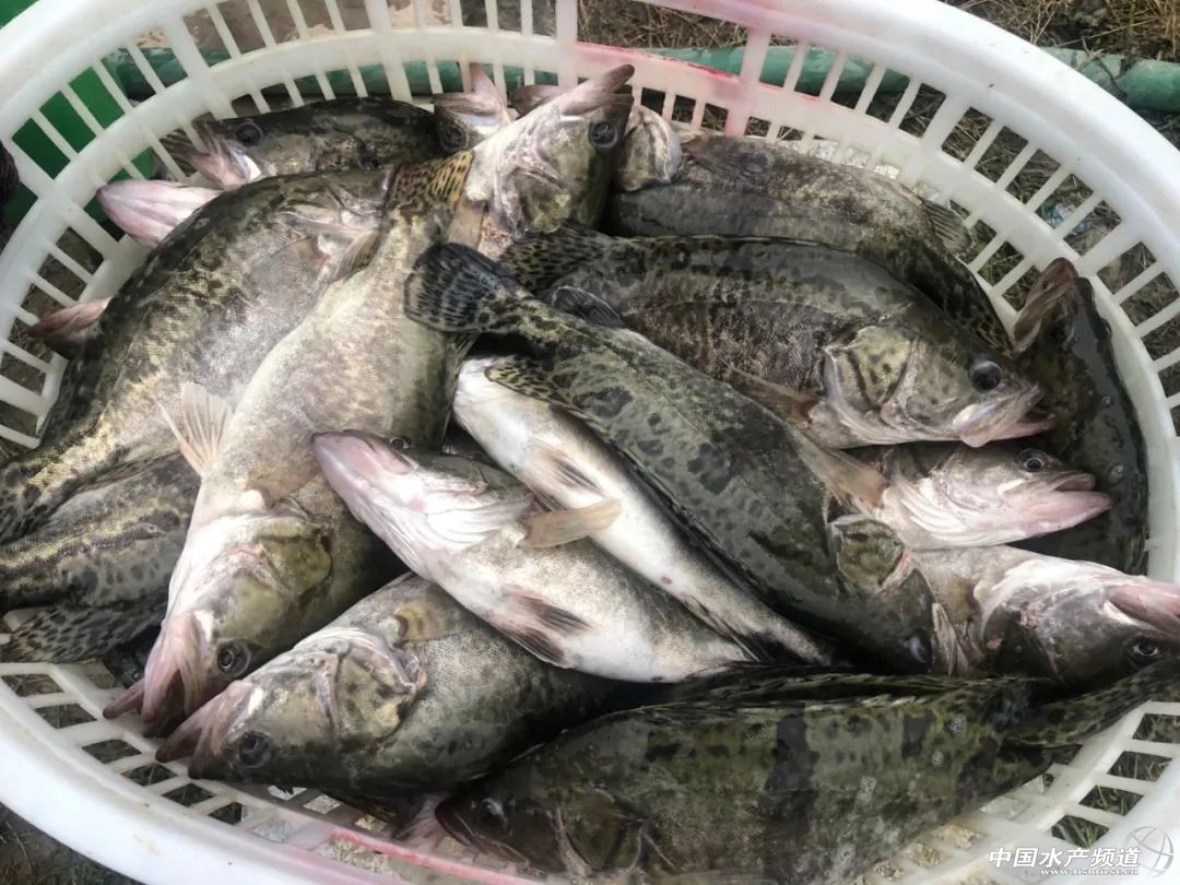 饲料鳜养殖成本多少钱一斤,饲料鳜养殖成本计算