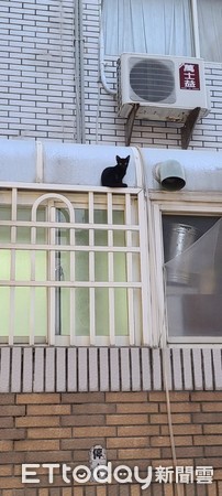 极品萌猫家门前流浪！　网见超纯毛色全*动暴**：主人是小魔女琪琪