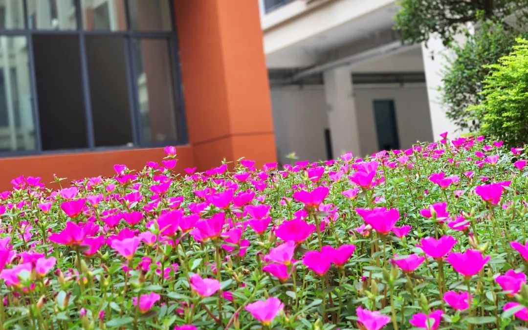 南京第二批学校开学,南京新建新学校名单