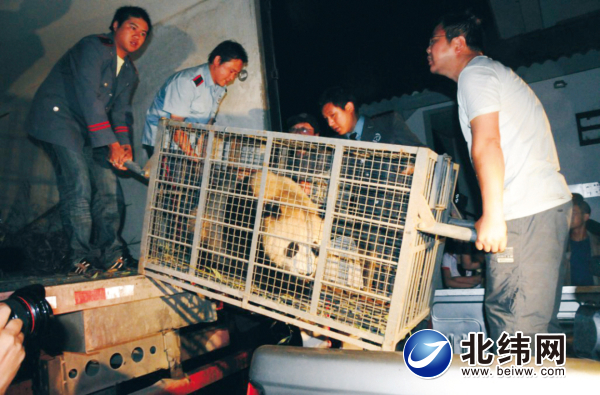 大熊猫只怪真爱难求,大熊猫爱你有多狠