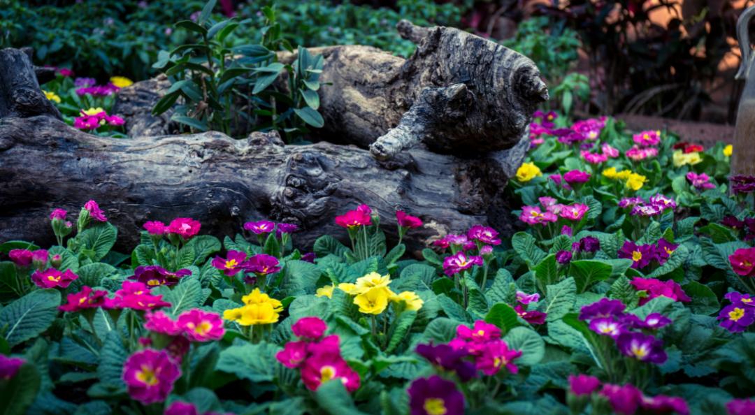 青岛世博园植物馆和中华园,青岛世博园景区植物馆介绍