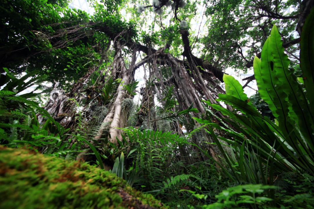 青岛世博园植物馆和中华园,青岛世博园景区植物馆介绍