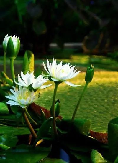 青岛世博园植物馆和中华园,青岛世博园景区植物馆介绍