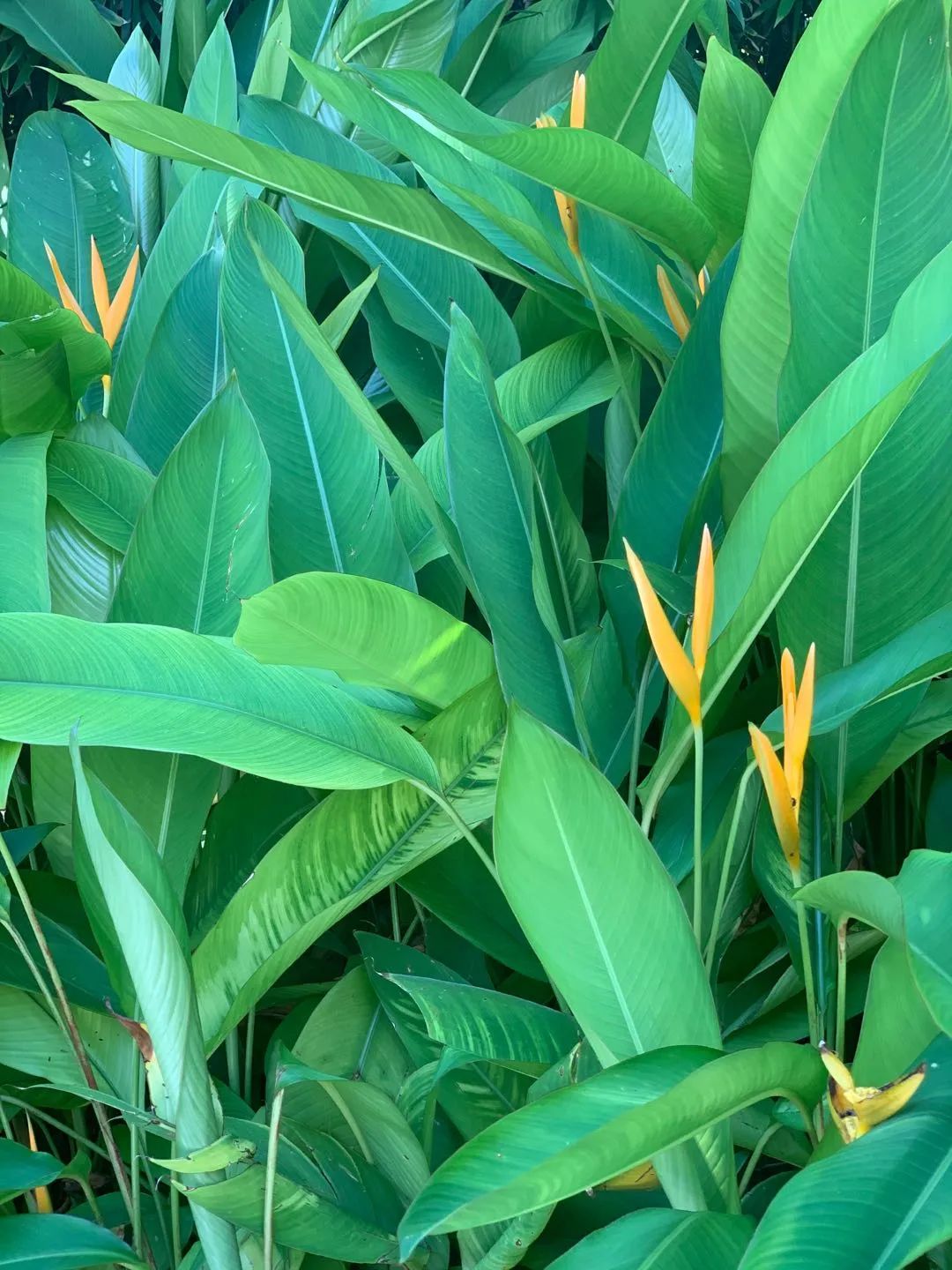 每当夏天又想起了你,每到这个季节就容易想起你