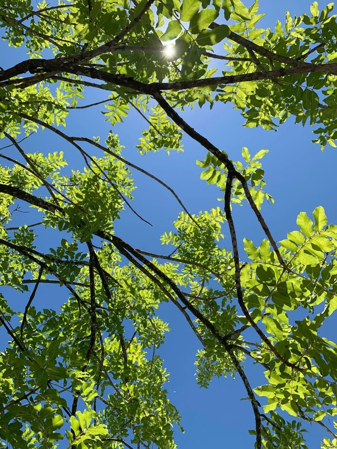 每当夏天又想起了你,每到这个季节就容易想起你