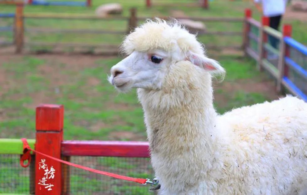 让我们一起去露营一起快乐,与你一起去露营