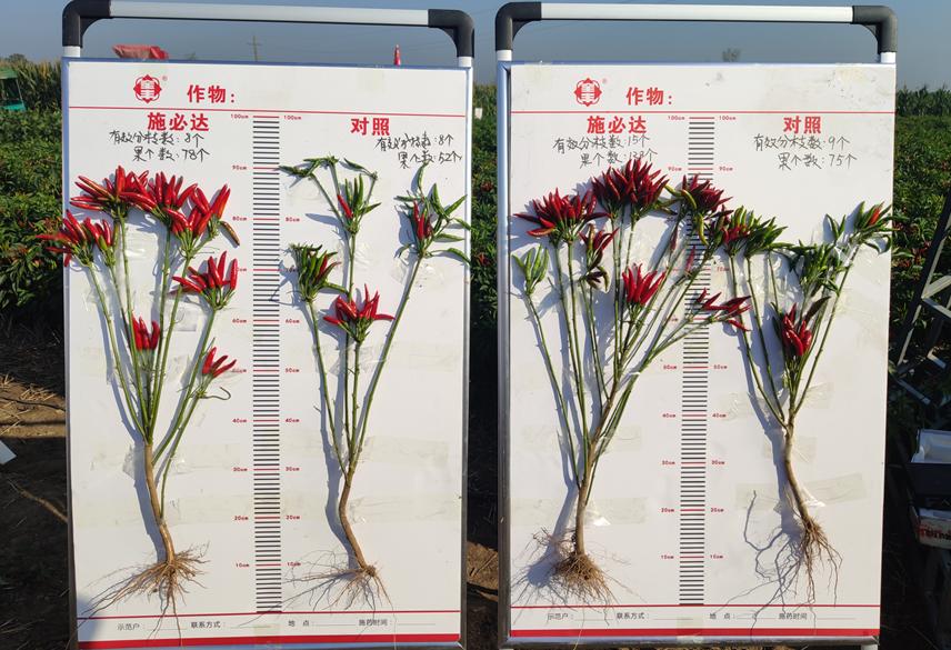 全丰施必达国光,辣椒叶面肥增产专用