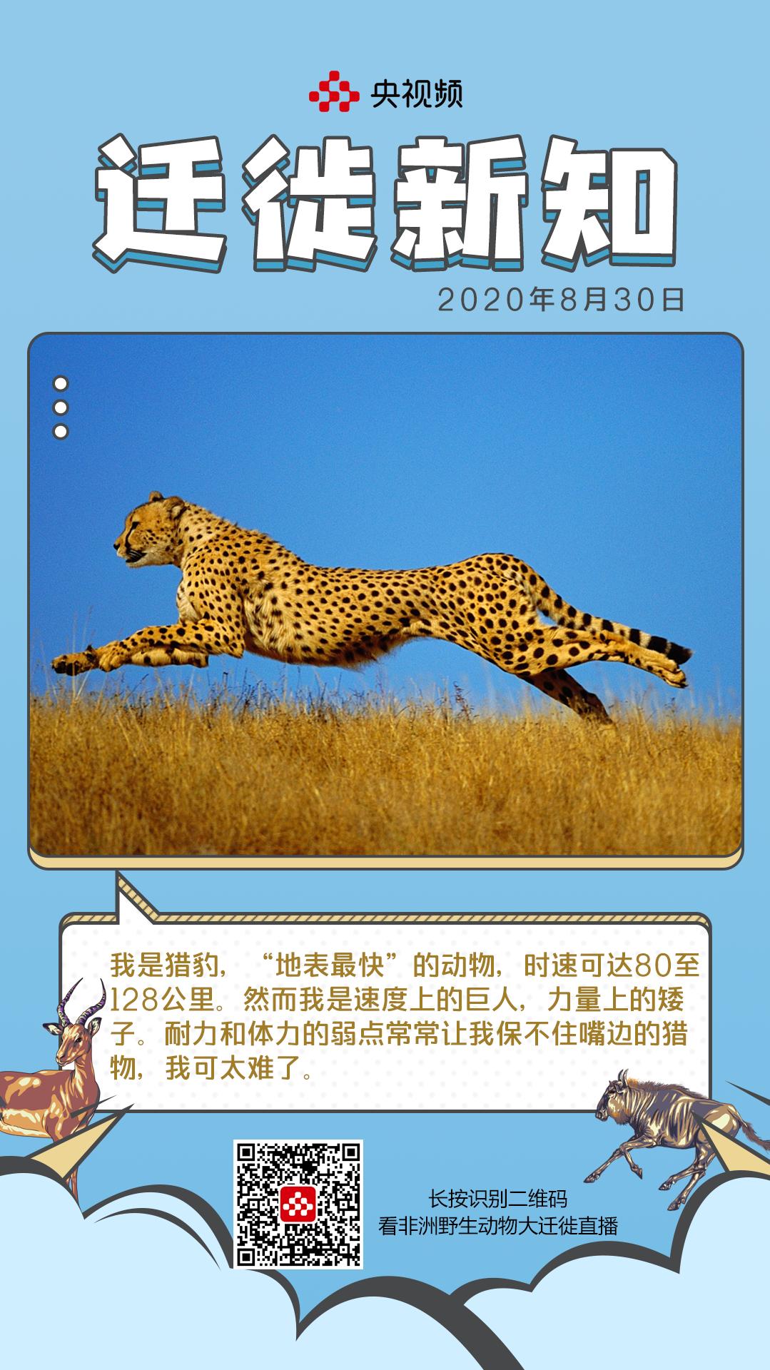 猎豹速度100千米每小时,世界上跑得最快的猎豹究竟有多快