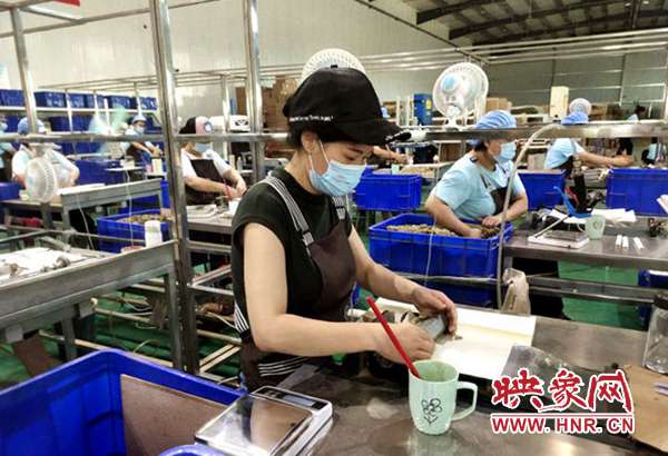 汤阴：“百草之王”名不虚传千年仙艾香飘万里