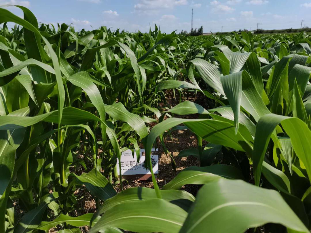 浣忓晢鑲ユ枡鍔╁姏绮惧搧鍐滀笟,浣忓晢鑲ユ枡鍔╁姏璐靛窞鍐滀笟