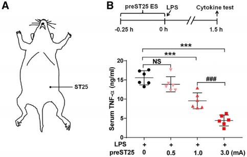 《细胞》子刊：针灸的神经学机制找到了！华人科学家揭示不同穴位、不同强度针灸激活不同神经通路，以及不同时机针灸的效果差异